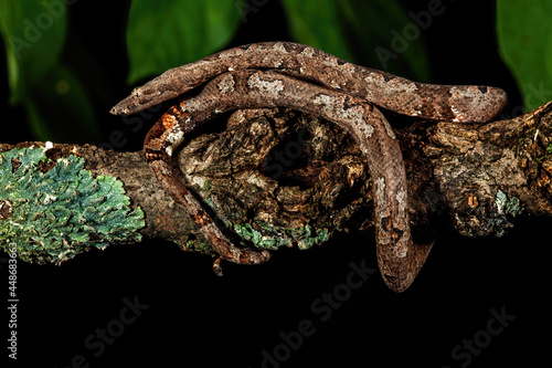 Paupan Tree Boa on a branch
