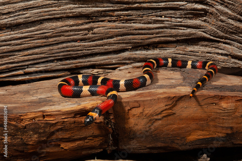Pueblan milk snake on a rock.