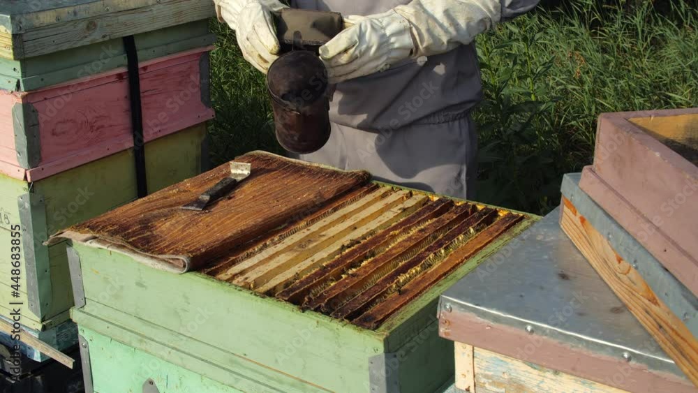 Small business and organic food production concept. Beekeeper on apiary is working with bees and beehives on the apiary Small business and organic food production concept. Beekeeper on apiary is working with bees and beehives on the apiary