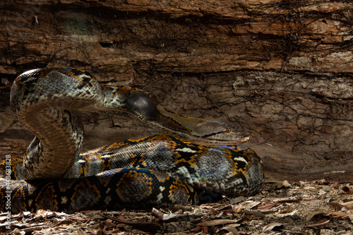 Reticulated Python Reaching for Freedom
