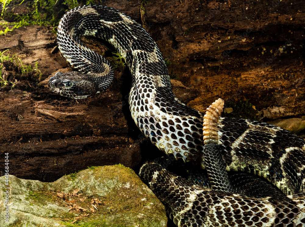 Fototapeta premium Wary Timber Rattler