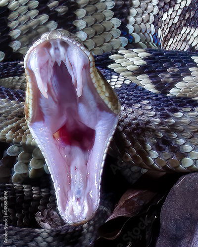 Western Diamond Back Rattlesnake yawns