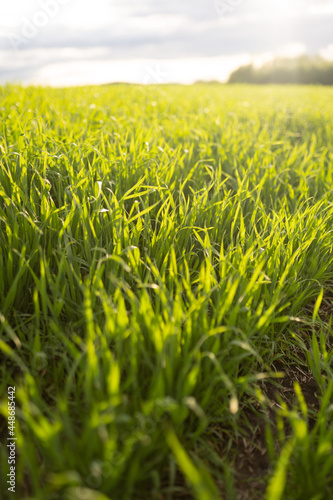 green grass field