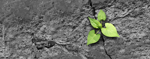 Ecology concept and new life symbol as a seedling young plant overcoming a difficult environment growing through a crack in cement as a persistence and determination metaphor. photo
