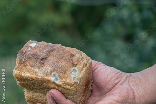 Bread covered with mold in hand on blurred background, for decoration of materials