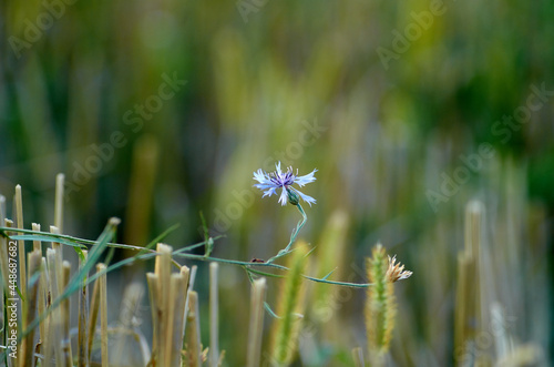 Flowering cornflower among wheat stuble photo