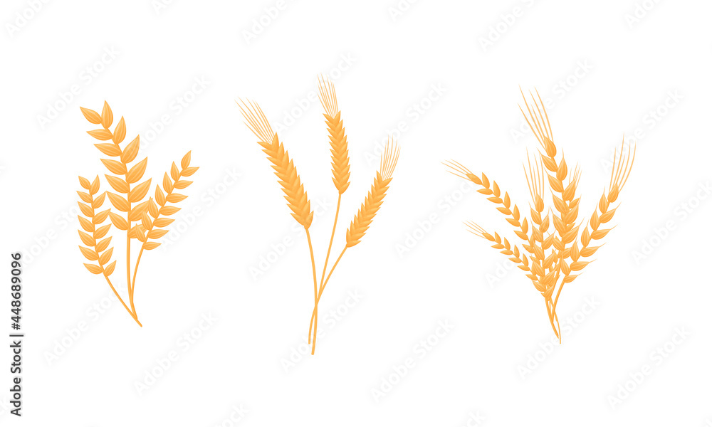 Ear of Wheat or Barley as Grain Crop or Cereal Specie and Cultivated Grass on Stalk with Inflorescences Vector Set Ear of Wheat or Barley as Grain Crop or Cereal Specie and Cultivated Grass on Stalk with Inflorescences Vector Set