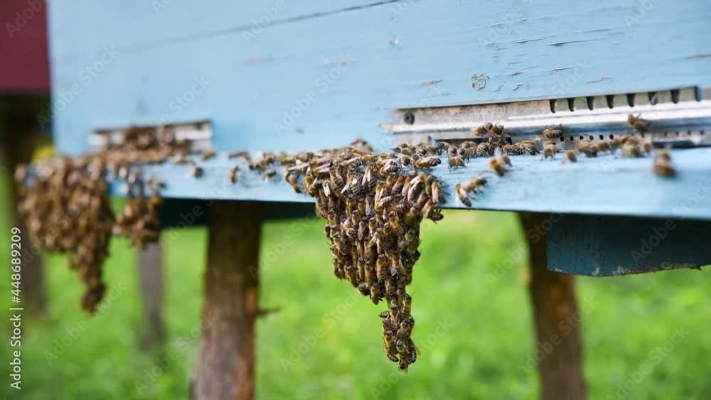 Bees entering and exiting the hive warp. Bee family at the entrance to the hive. Slow motion shot Bees entering and exiting the hive warp. Bee family at the entrance to the hive. Slow motion shot
