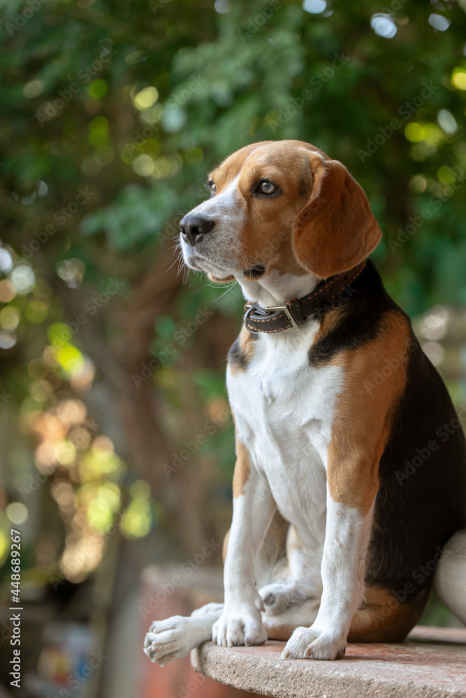 small cute beagle puppy dog looking up small cute beagle puppy dog looking up