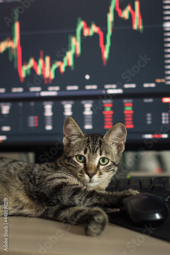 Striped kitten in front of the stock trading screen