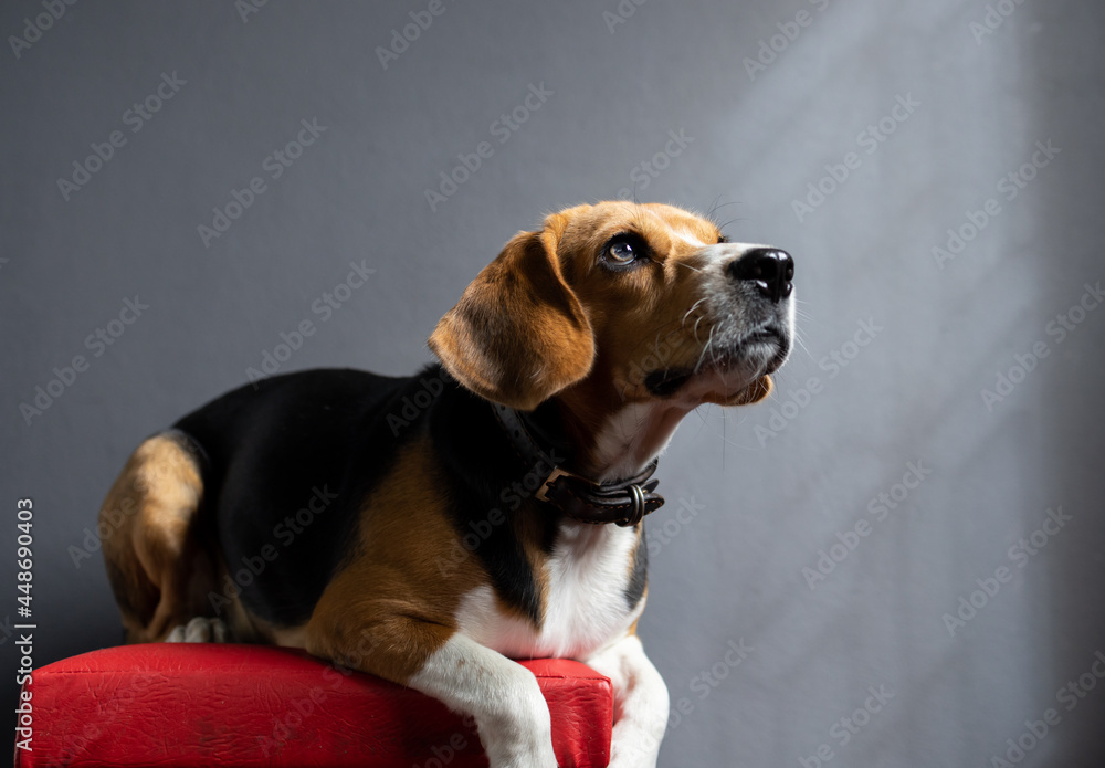 beagle puppy dog looking up on gray screen beagle puppy dog looking up on gray screen