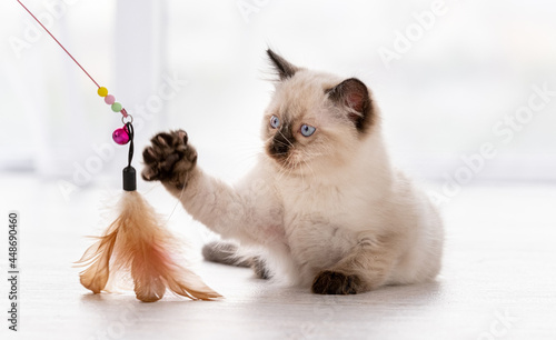 Fotografia Kitten Ragdoll playing with toys