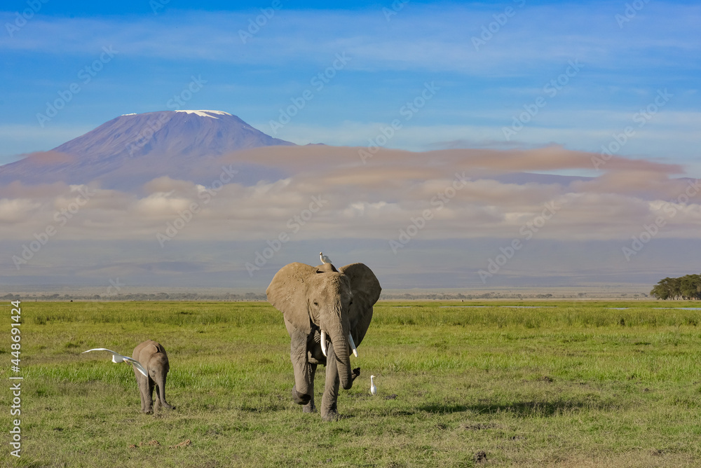 Fototapeta premium Mother and baby elephant walking away from mount Kilimanjaro