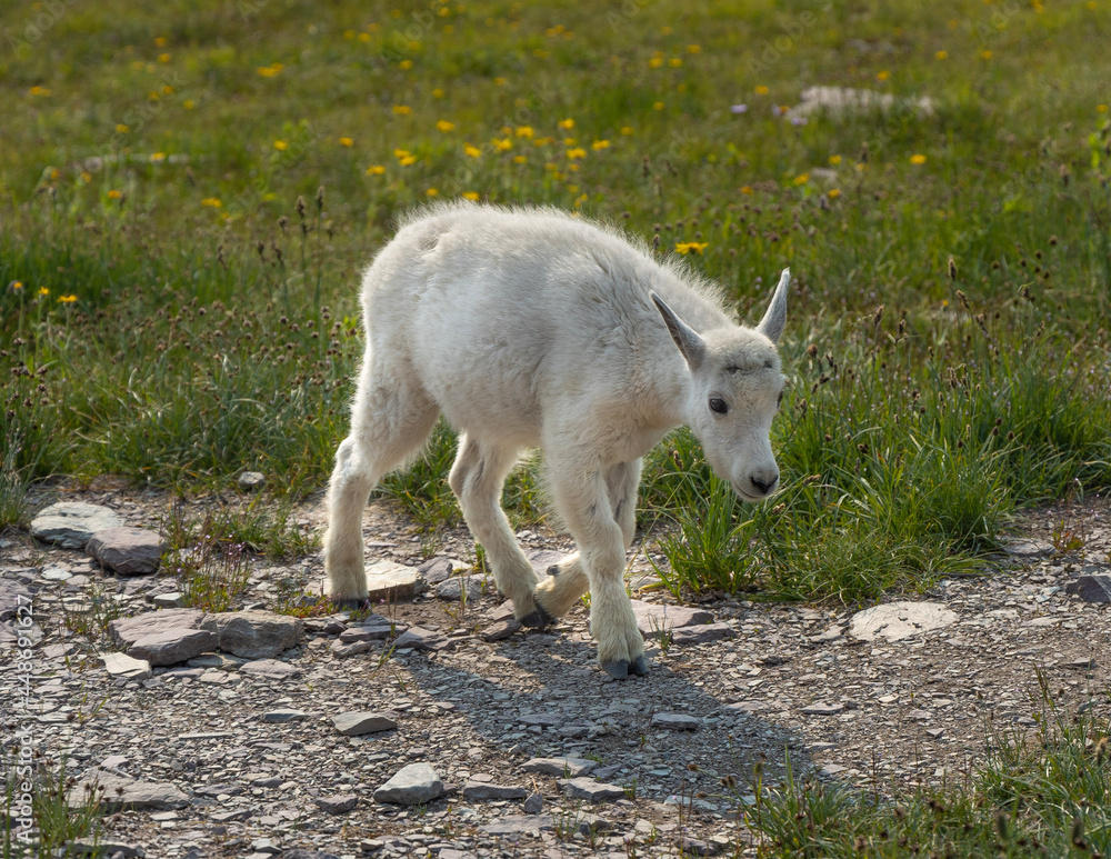 Obraz premium white goat in the grass