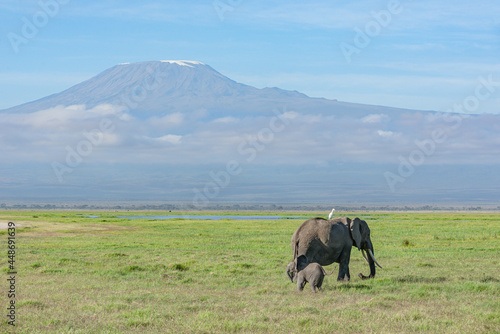 Family of Elephants walking in front of Mount Kilimanjaro