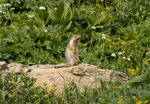 meerkat on the grass