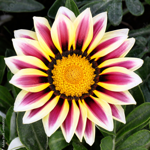 Gazania flower close-up view, gazania blooming in a flowerbed