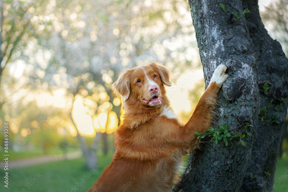 dog at the apple trees. Nova Scotia Duck Tolling Retriever in park put paws on the tree. Pet on nature