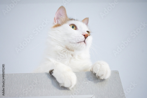 Obraz na płótnie A turkish van with brown ears put his head on his paw and looks from the top of the cabinet