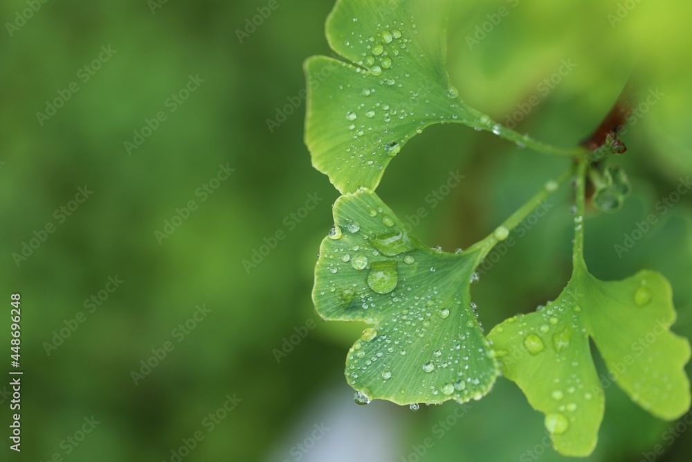 Ginkgo biloba with water drops close-up on a green blurred background.Useful medicinal plants. Ginkgo biloba with water drops close-up on a green blurred background.Useful medicinal plants.