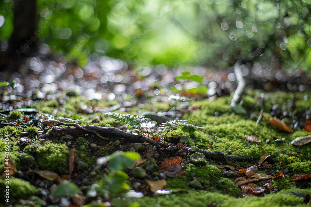 Obraz premium 石川県白山市の白山神社周辺の風景 Scenery around Hakusan Shrine in Hakusan City, Ishikawa Prefecture 