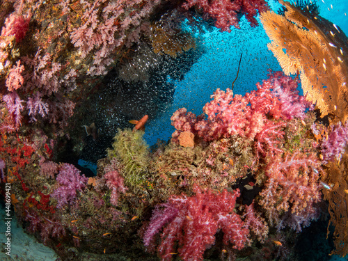 Beautiful reef , Sea fan, Soft coral with small tropical fish. Similan Islang, Thailand.