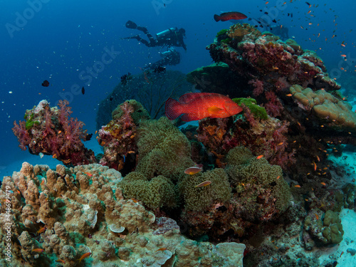 Red grouper fish (Plectropomus leopardus) and anthias on tropical reef with scuba divers . Similan Island, Thailand.