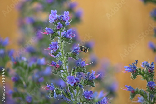 bee collecting pollen on Echium vulgare a blue-flowering plant called Viper's Bugloss or Blue weed, Polish name Zmijowiec zwyczajny(żmijowiec zwyczajny), blue weed. photo