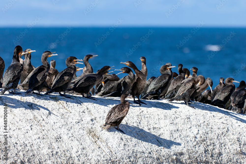 Fototapeta premium Group of sea cormorants sits on a flat cliff against the background of the sea.