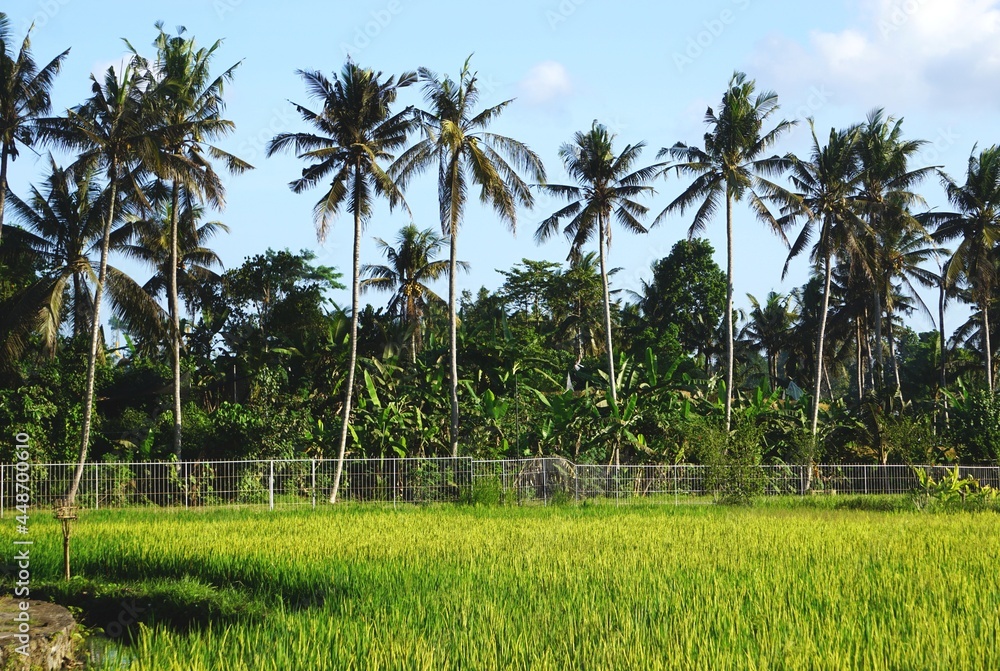 Row of tall coconut palm trees behind a fence with green rice fields in foreground Row of tall coconut palm trees behind a fence with green rice fields in foreground