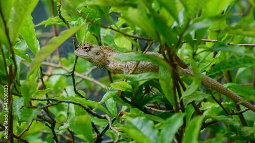 Camouflaged green garden lizard resting on a branch. Hiding in the green foliage close-up side view. © nilanka