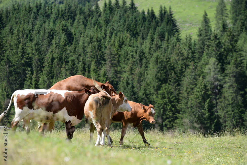 Kühe auf der Almweide Kühe auf der Almweide