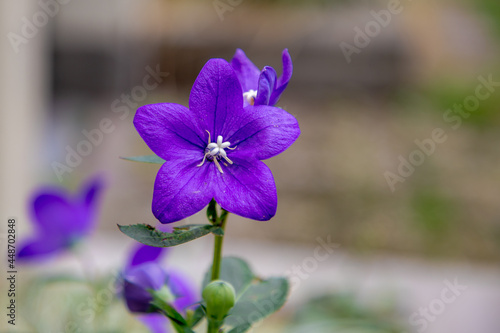 Selective focus of purple blue flower in the garden  Platycodon grandiflorus is a species of herbaceous flowering perennial plant of the family Campanulaceae  Nature floral background.