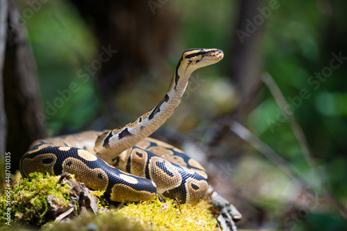 Royal python rolled into a ball in the grass. The snake lifted its head up and looks attentively into the distance. Terrarium.