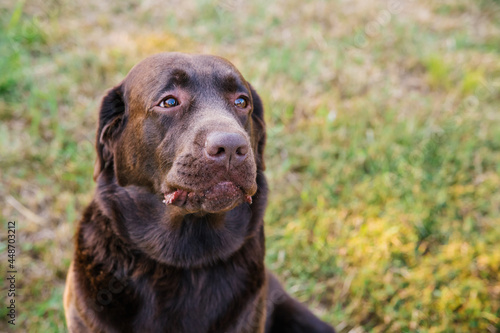 Portrait of a brown Labrador. A dog with a sad expression on his face. Loyalty and loyalty to the owner.