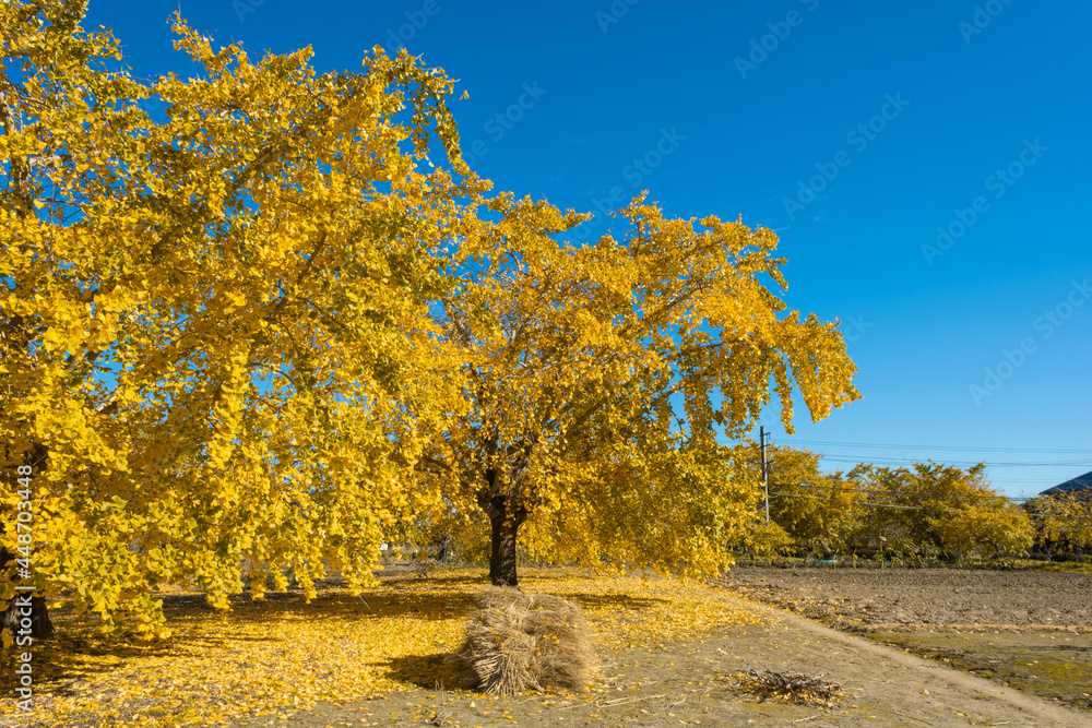 Naklejka premium 青空と銀杏