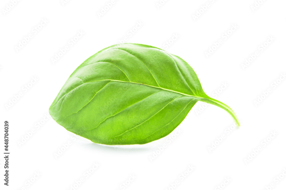 Fresh basil leaf on white background Fresh basil leaf on white background