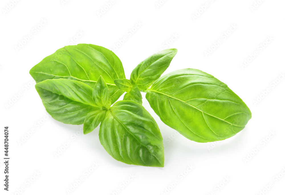 Fresh basil leaves on white background Fresh basil leaves on white background