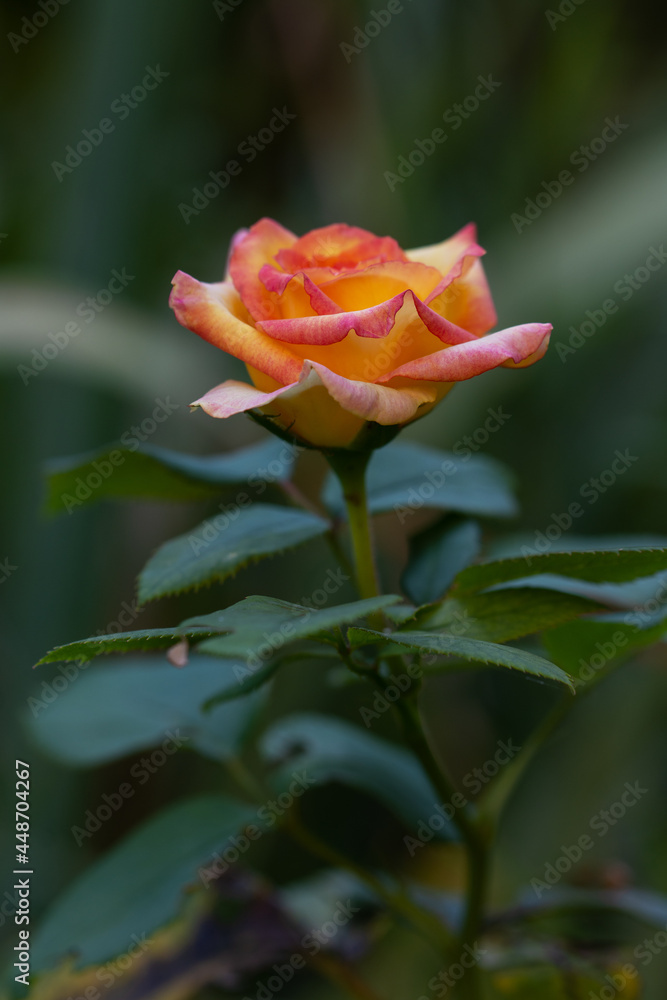 Beautiful photos of blooming garden flowers. Close-up. Rose. Beautiful photos of blooming garden flowers. Close-up. Rose.