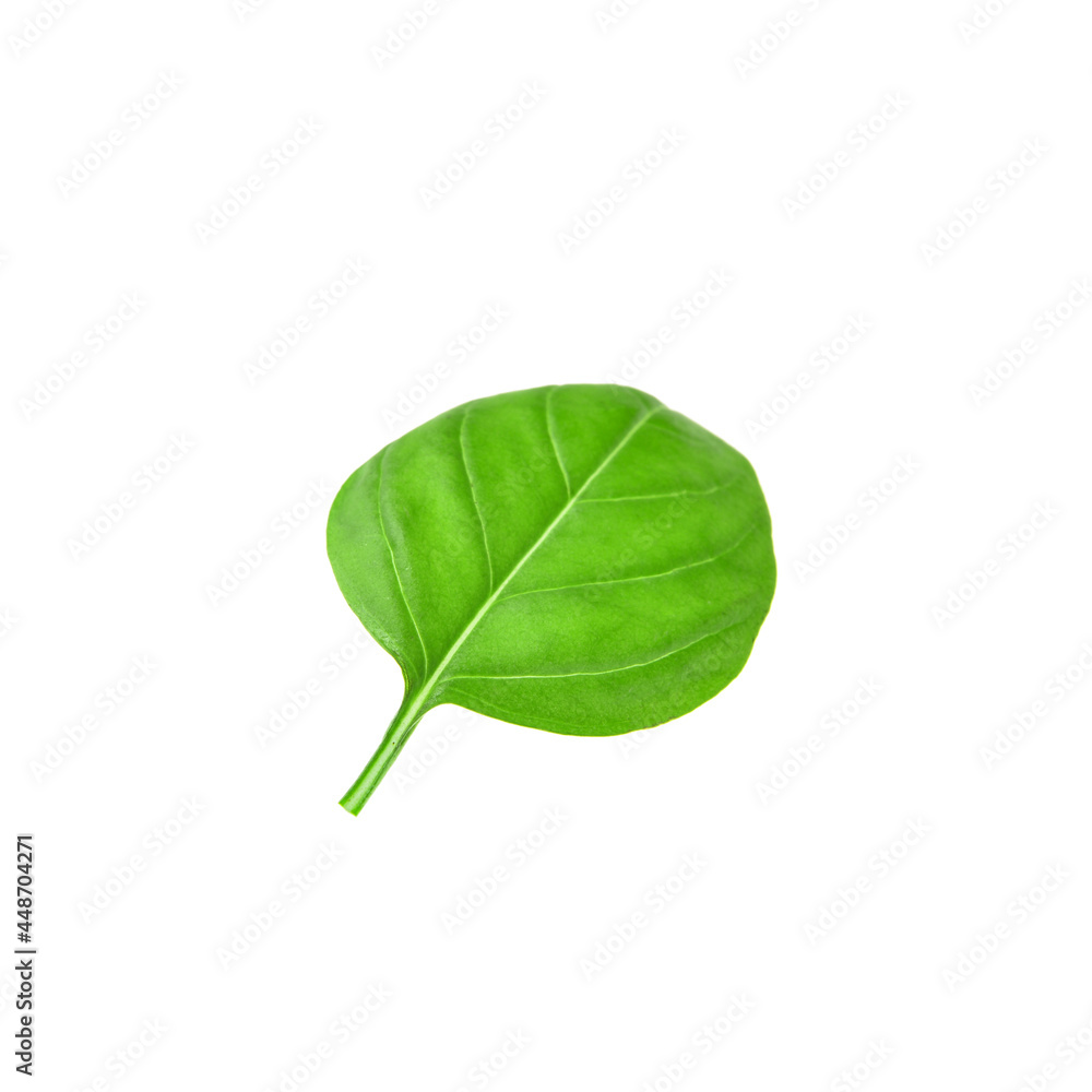 Fototapeta premium Fresh basil leaf on white background
