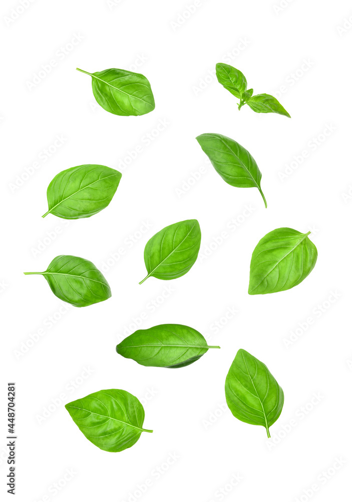Fresh basil leaves on white background Fresh basil leaves on white background