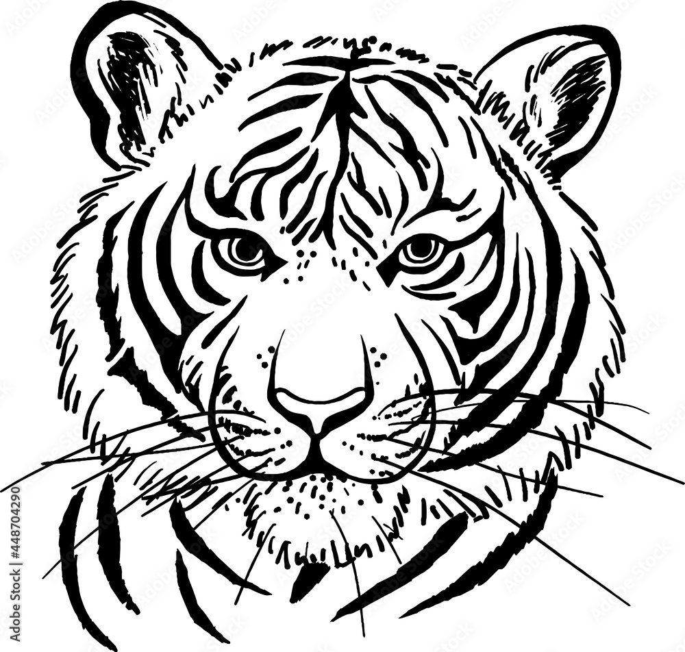 Monochrome line drawing illustration of the front tiger's face