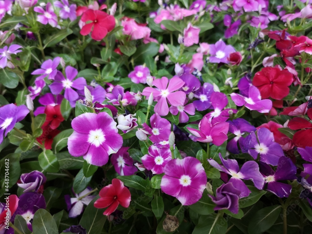 Cayenne Jasmine ,Periwinkle, Catharanthus rosea, Madagascar Periwinkle, Vinca, Apocynaceae flower pink color springtime in garden on blurred of nature background
