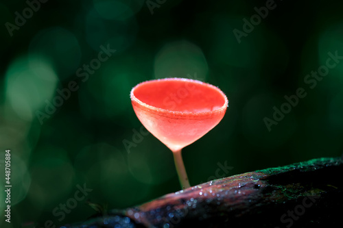 PINK BURN CUP or Tarzetta Rosea ( Rea) Dennis photo