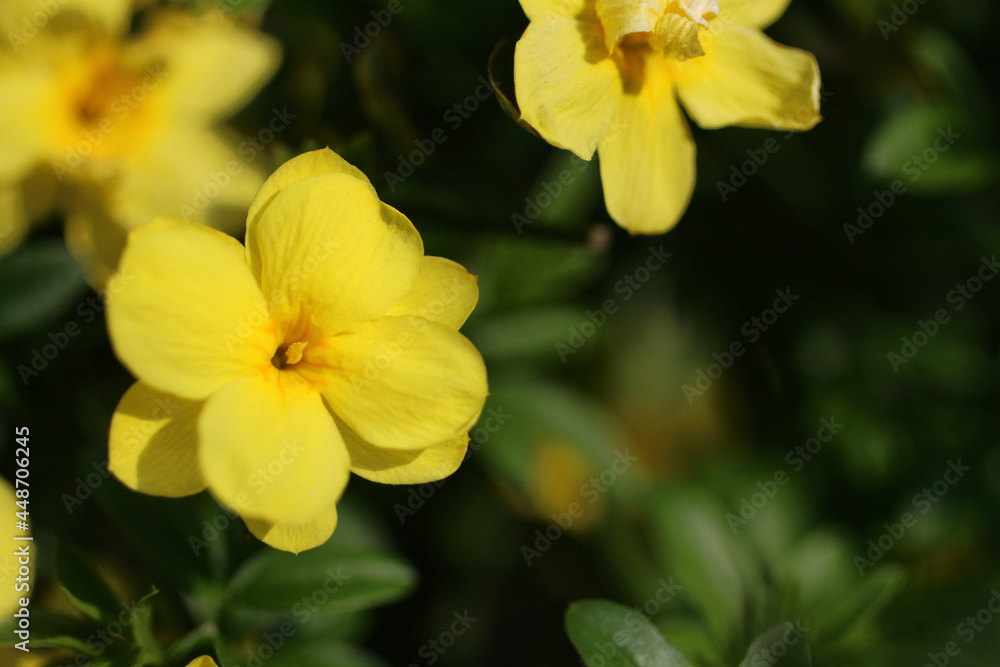 yellow daffodil flower yellow daffodil flower