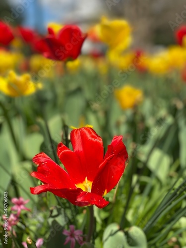 Tulips in a spring garden