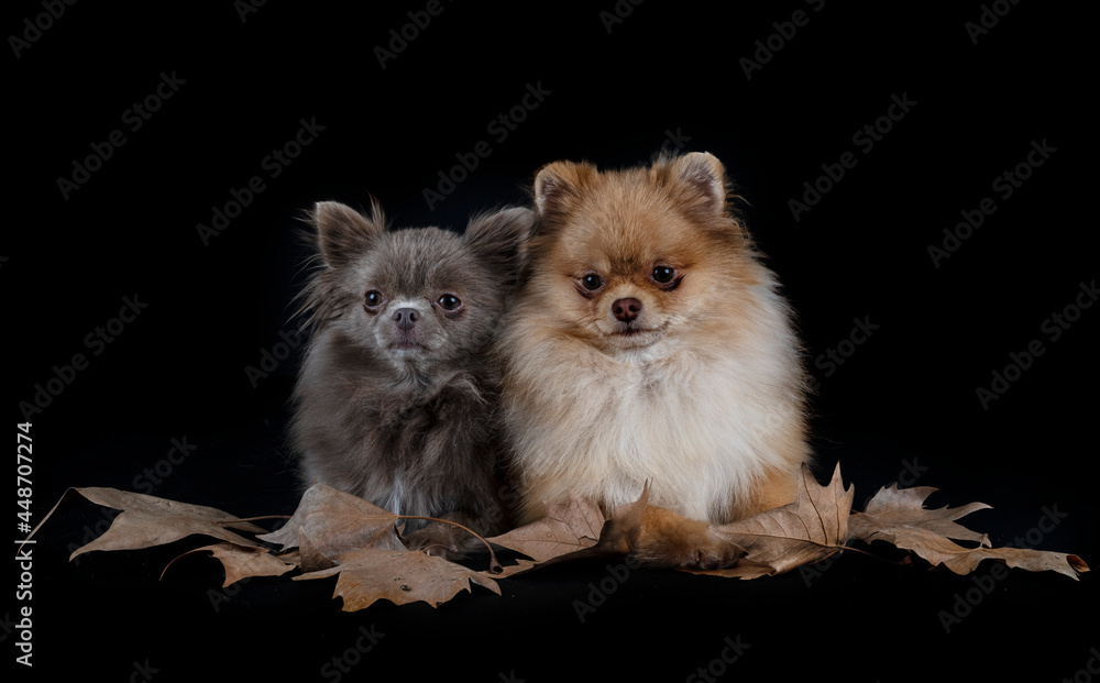 chihuahua and spitz