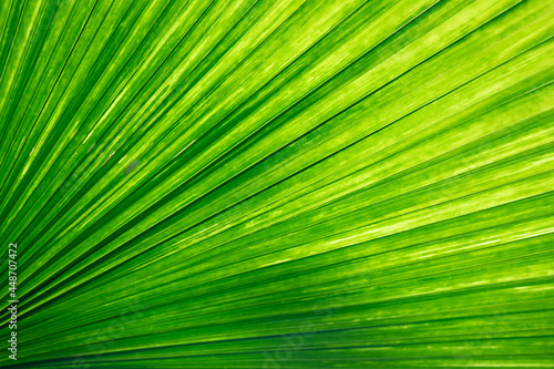 Palm leaves glow green in the sunlight. © anake