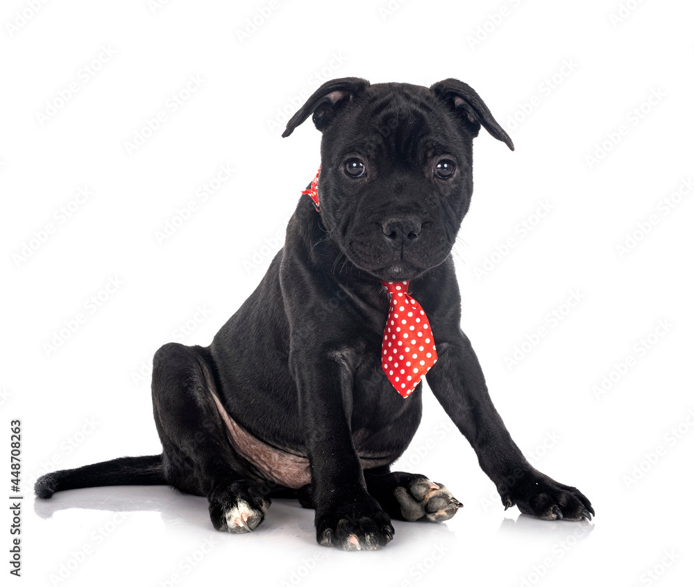 Naklejka premium puppy staffordshire bull terrier