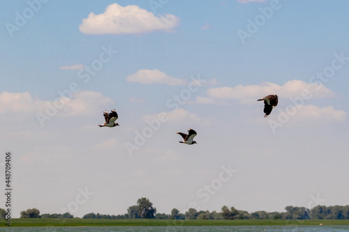 Three birds in flight over the river © Svetlana